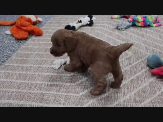 Mini Goldendoodle dogs for sale: Bella - Video 6