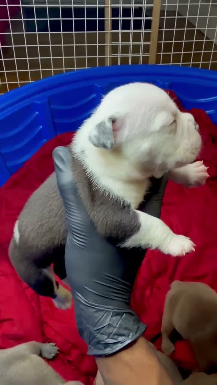 American Bully dogs for sale: Blue-coated female - Video 5