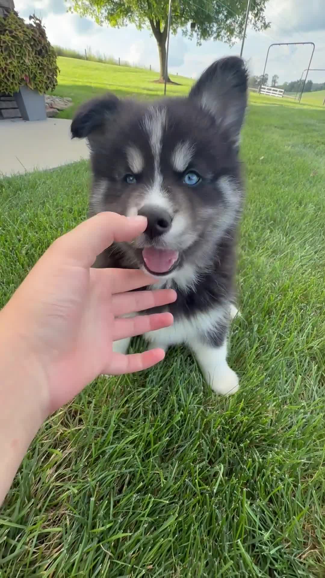 Pomsky dogs for sale: Finn - Video 1