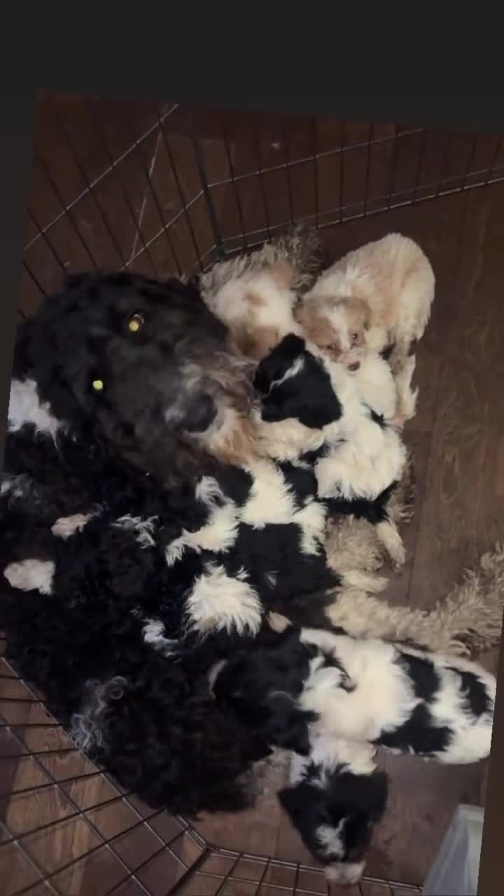 Labradoodle dogs for sale: Cashes - Video 1