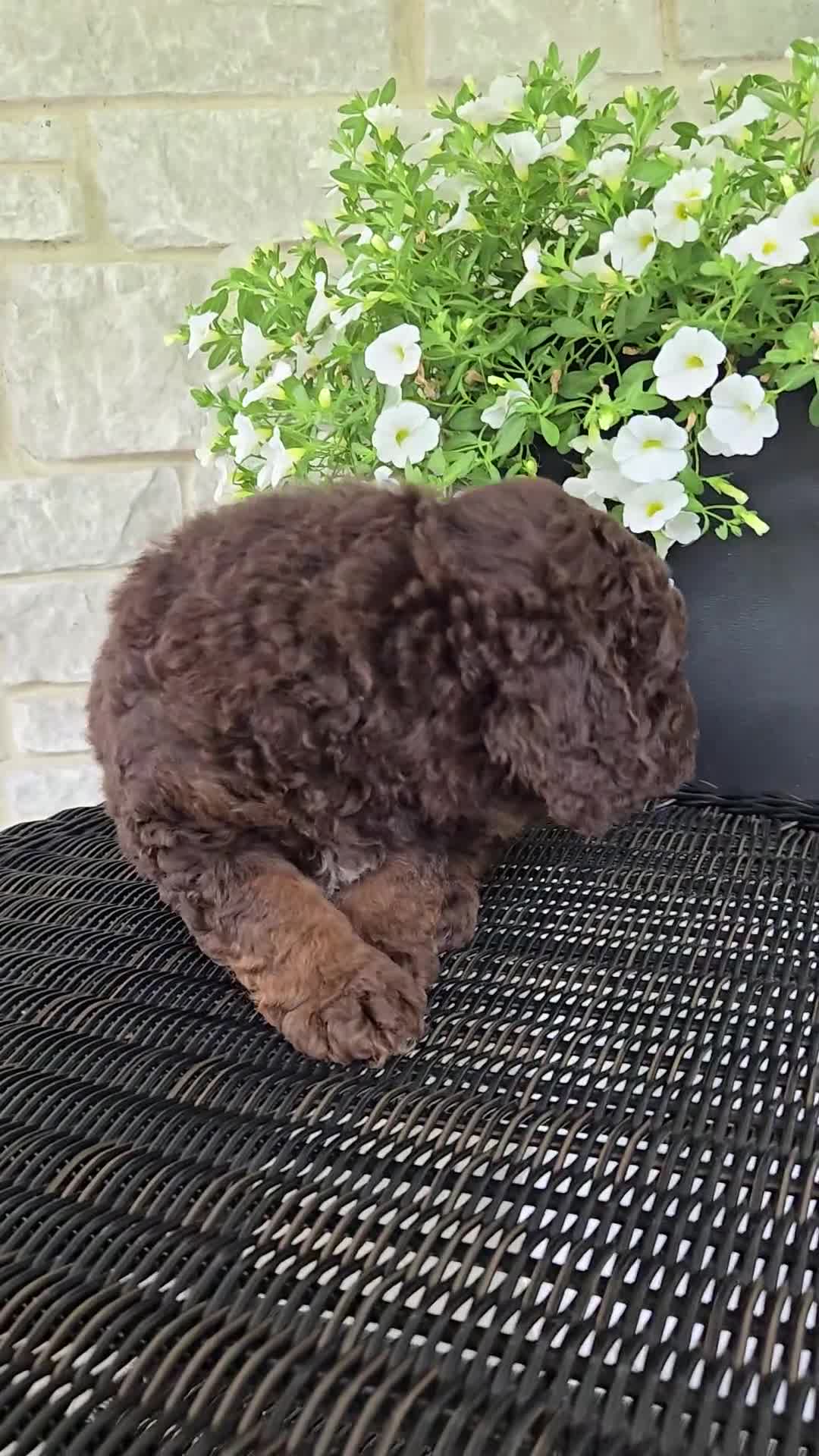 Mini Goldendoodle dogs for sale: Pongo - Video 1