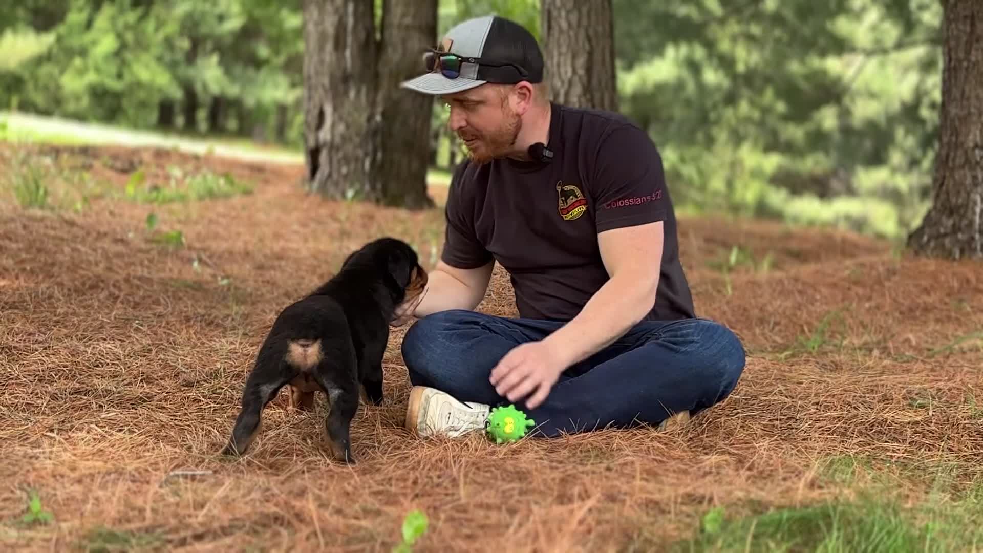 Rottweiler dogs for sale: Indigo - Video 1