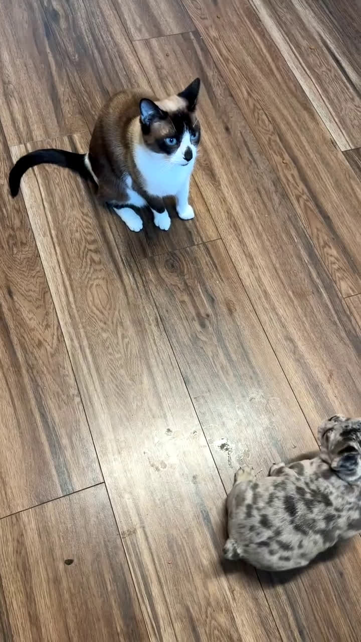 Mixed Breed dogs for sale: Brisket - Video 1