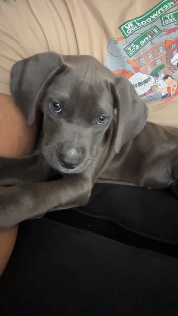 American Pit Bull Terrier dogs for sale: American Pit Bull Terrier Puppy 1 - Video 1