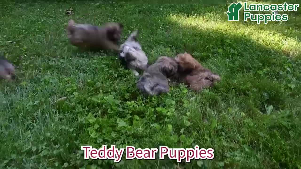 Teddy Bear dogs for sale: Penny - Video 1