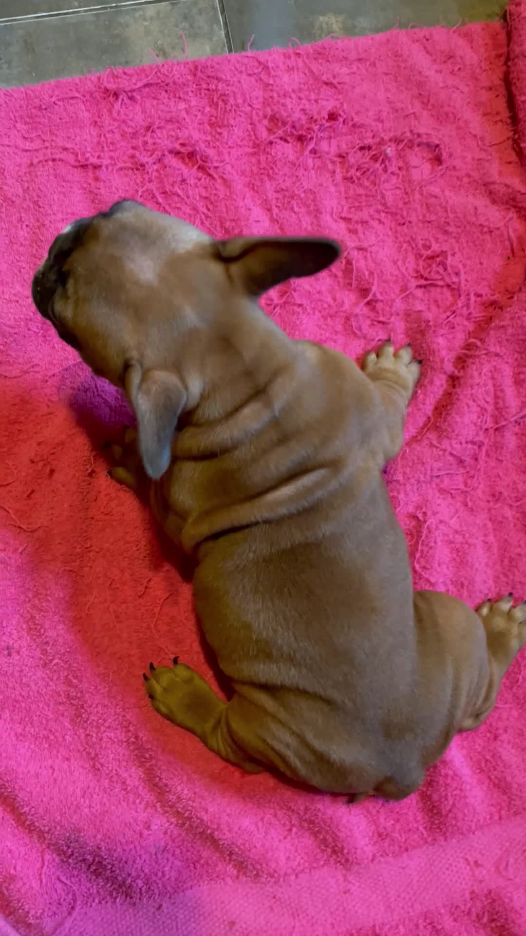French Bulldog dogs for sale: Chase - Video 1