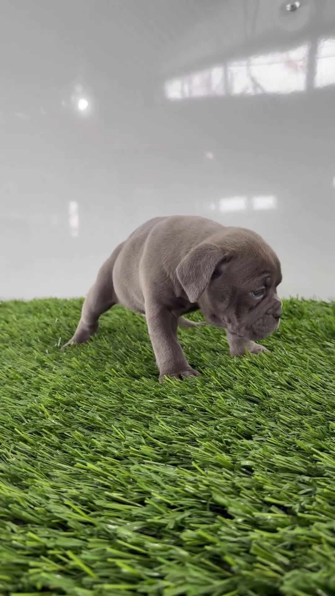 Olde English Bulldogge dogs for sale: Trixie - Video 1