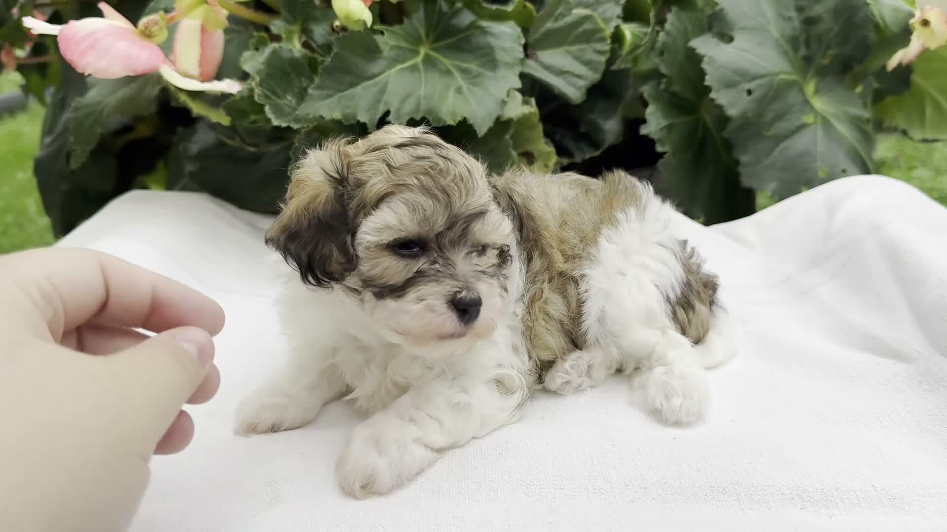 Havapoo dogs for sale: Bianca - Video 1