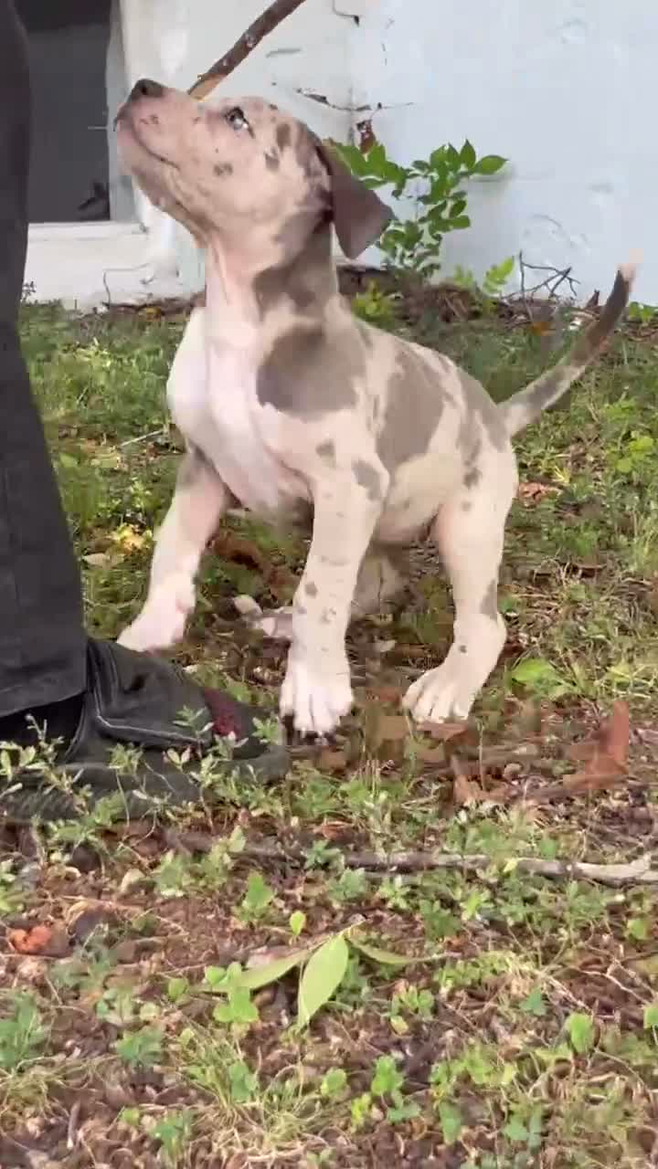 American Bully dogs for sale: American Bully 1 - Video 1