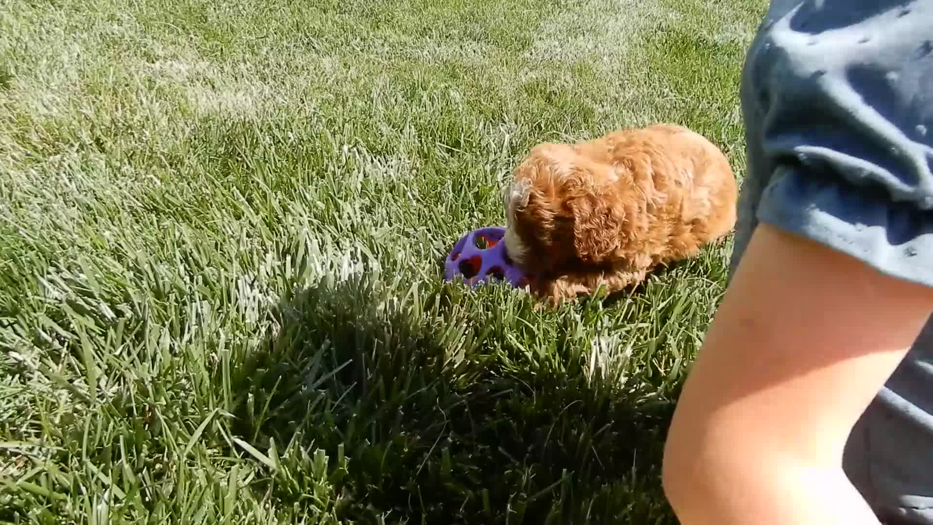 Mini Goldendoodle dogs for sale: Jane - Video 2