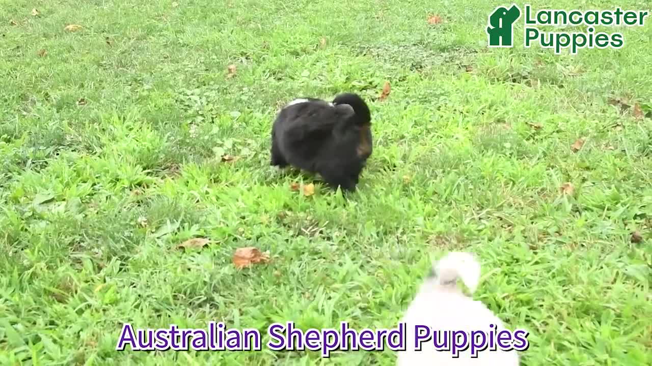 Miniature Australian Shepherd dogs for sale: Ranger - Video 1