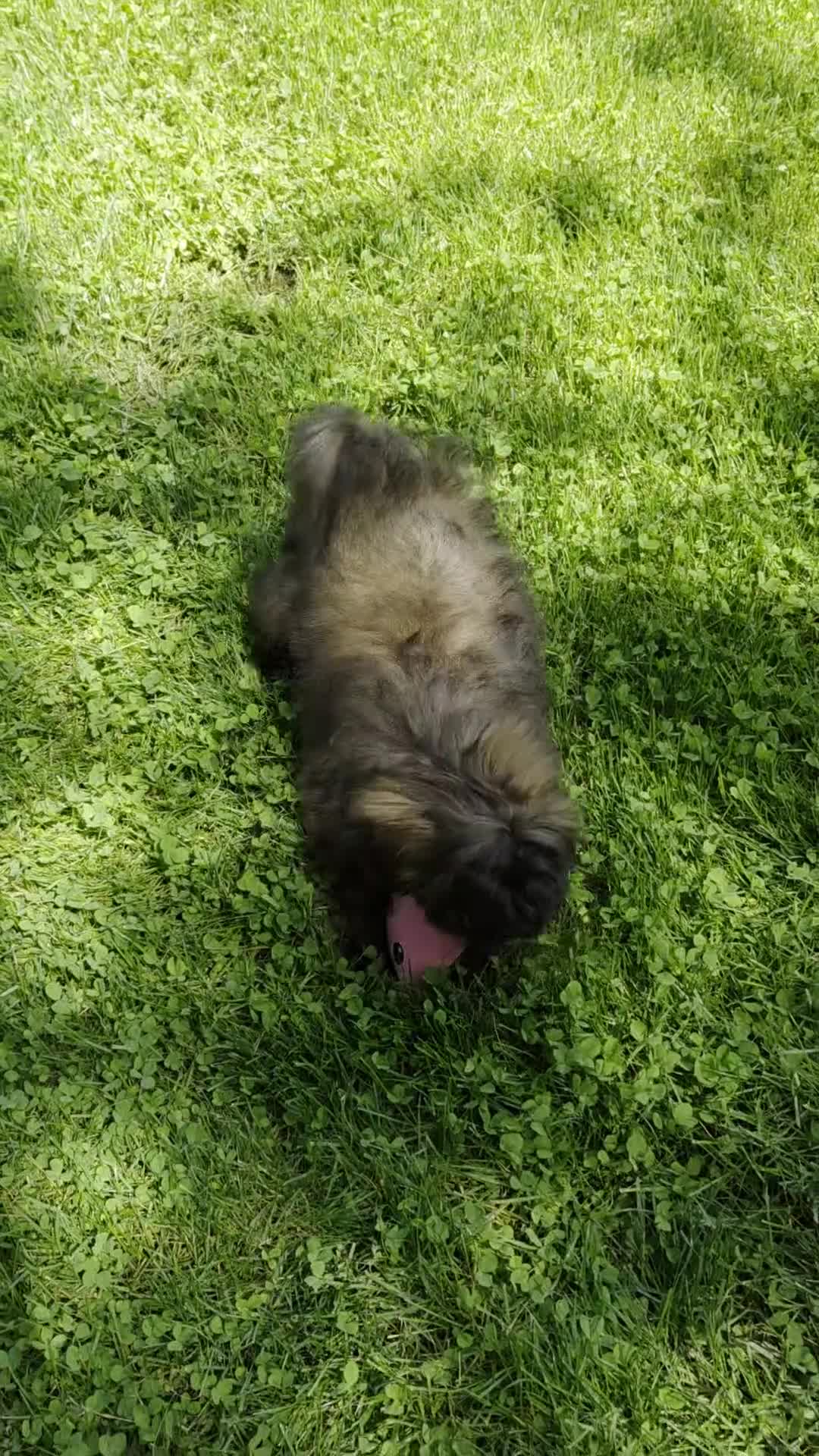 Shihpoo dogs for sale: Skyler - Video 1