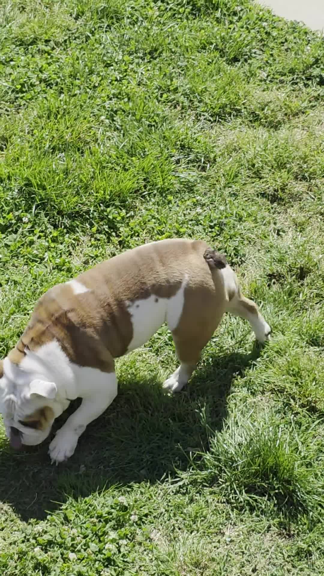English Bulldog dogs for sale: Mom B - Video 1