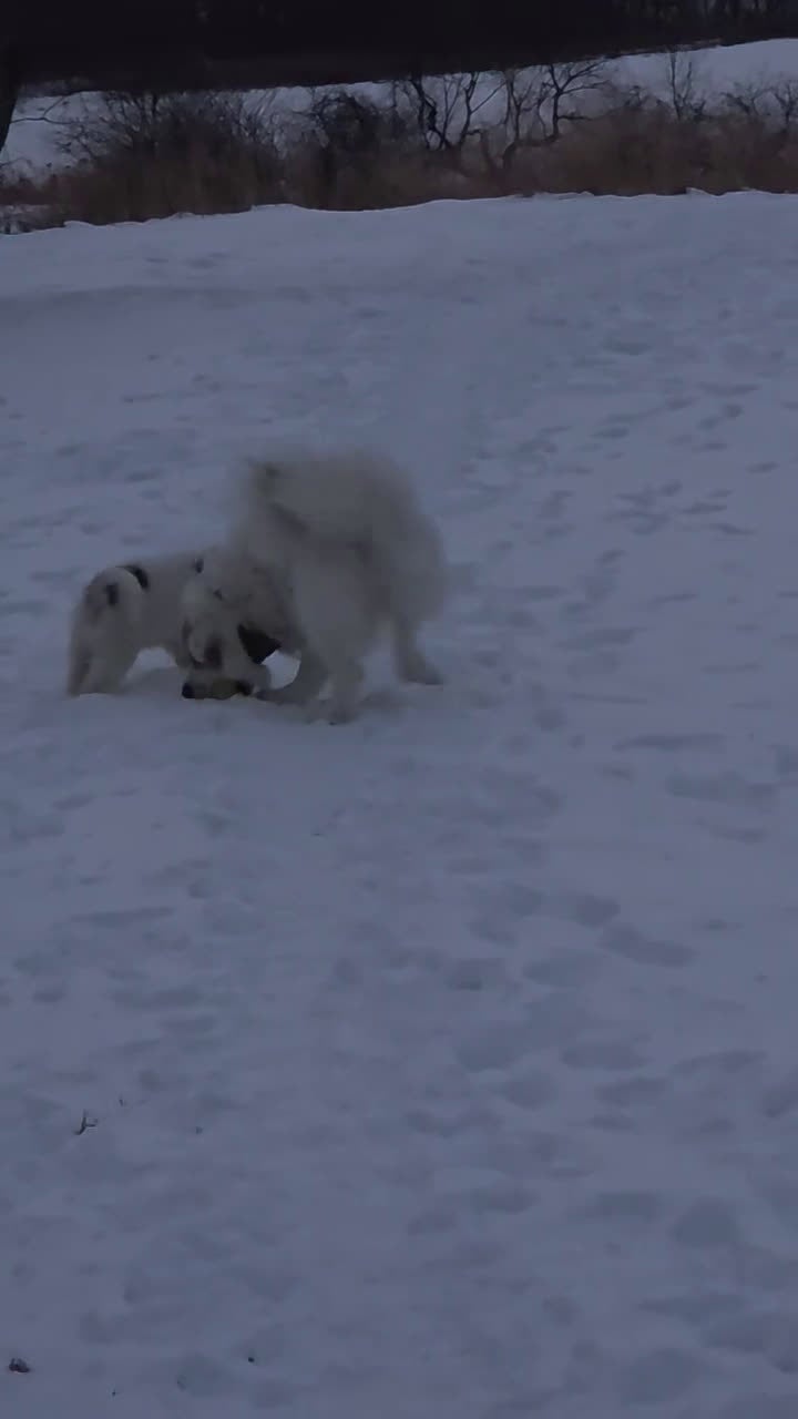 Great Pyrenees dogs for sale: Spot - Video 4