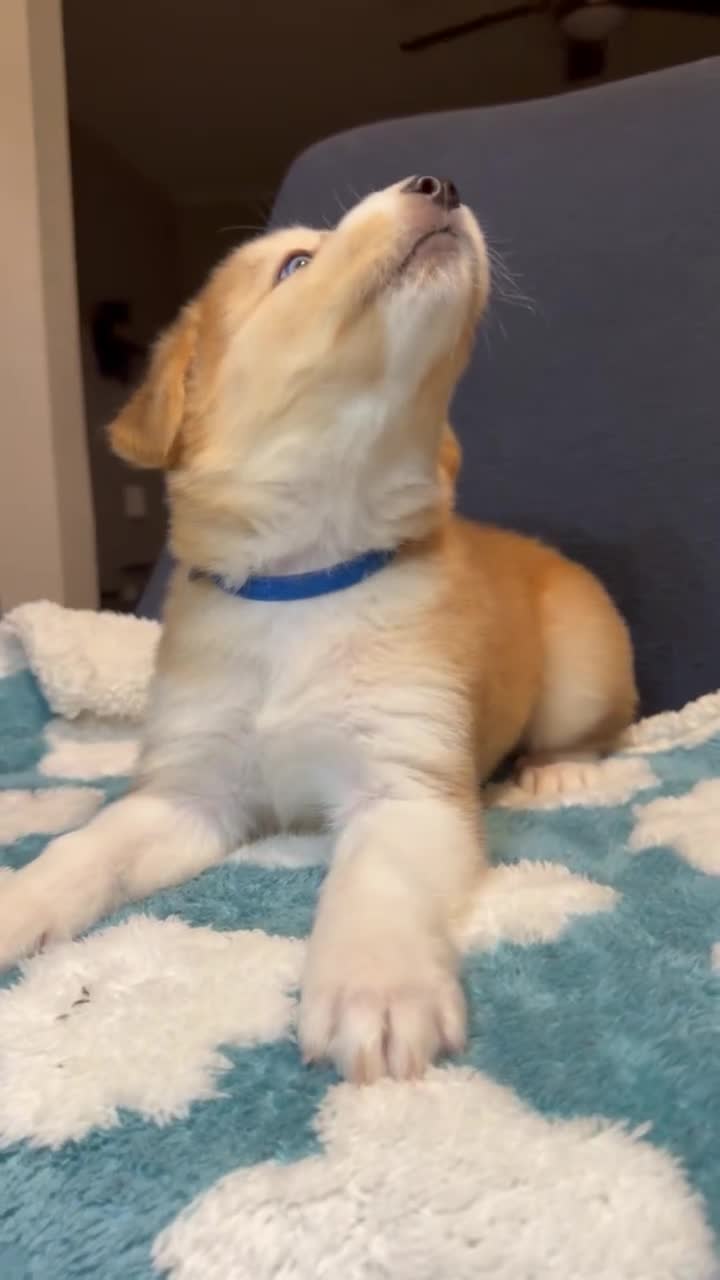 Goberian dogs for sale: Cocoa - Video 1