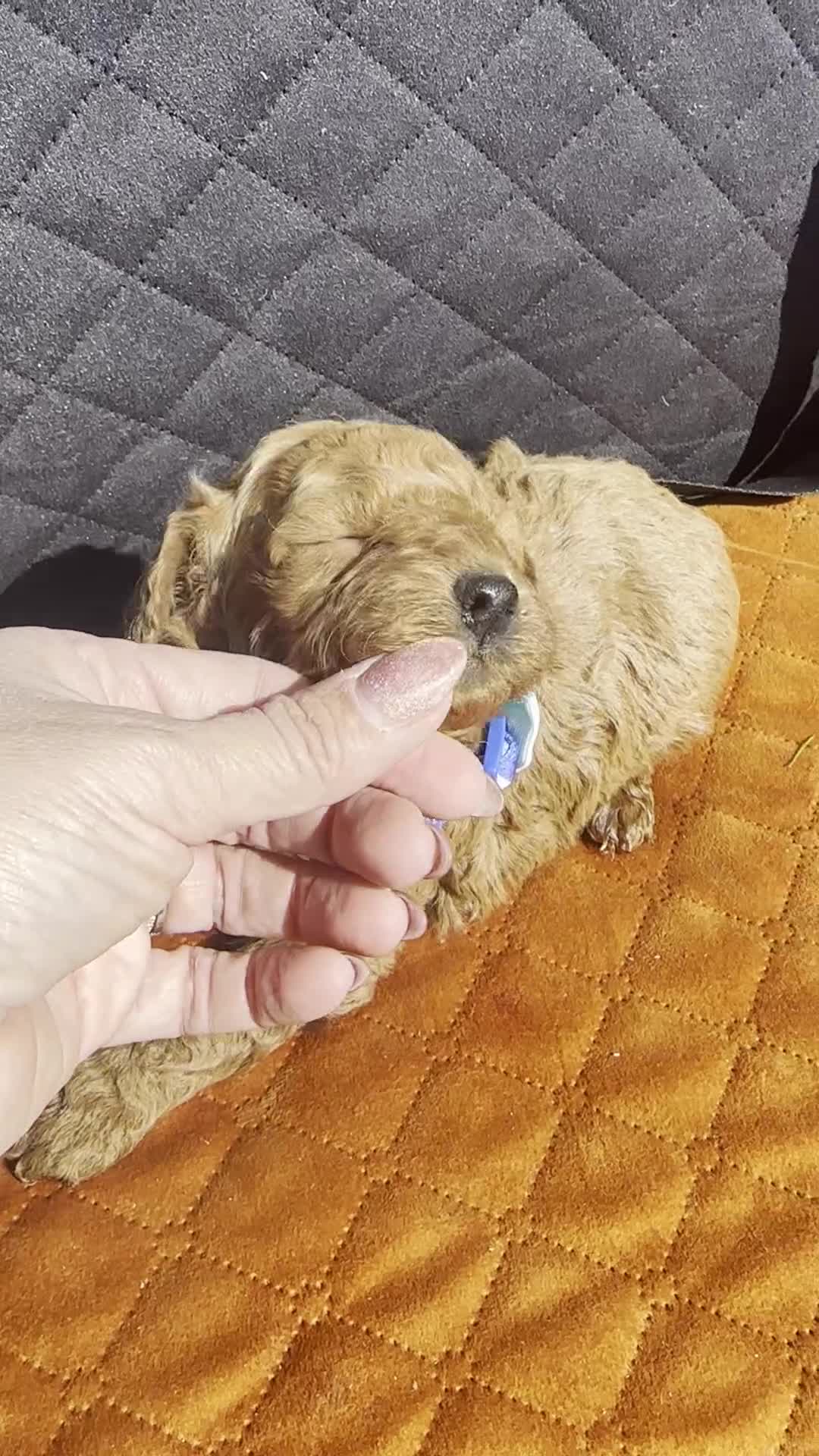 Toy Poodle dogs for sale: TUCKER- AKC GENETICALLY HEALTH TESTED PARENTS - Video 1