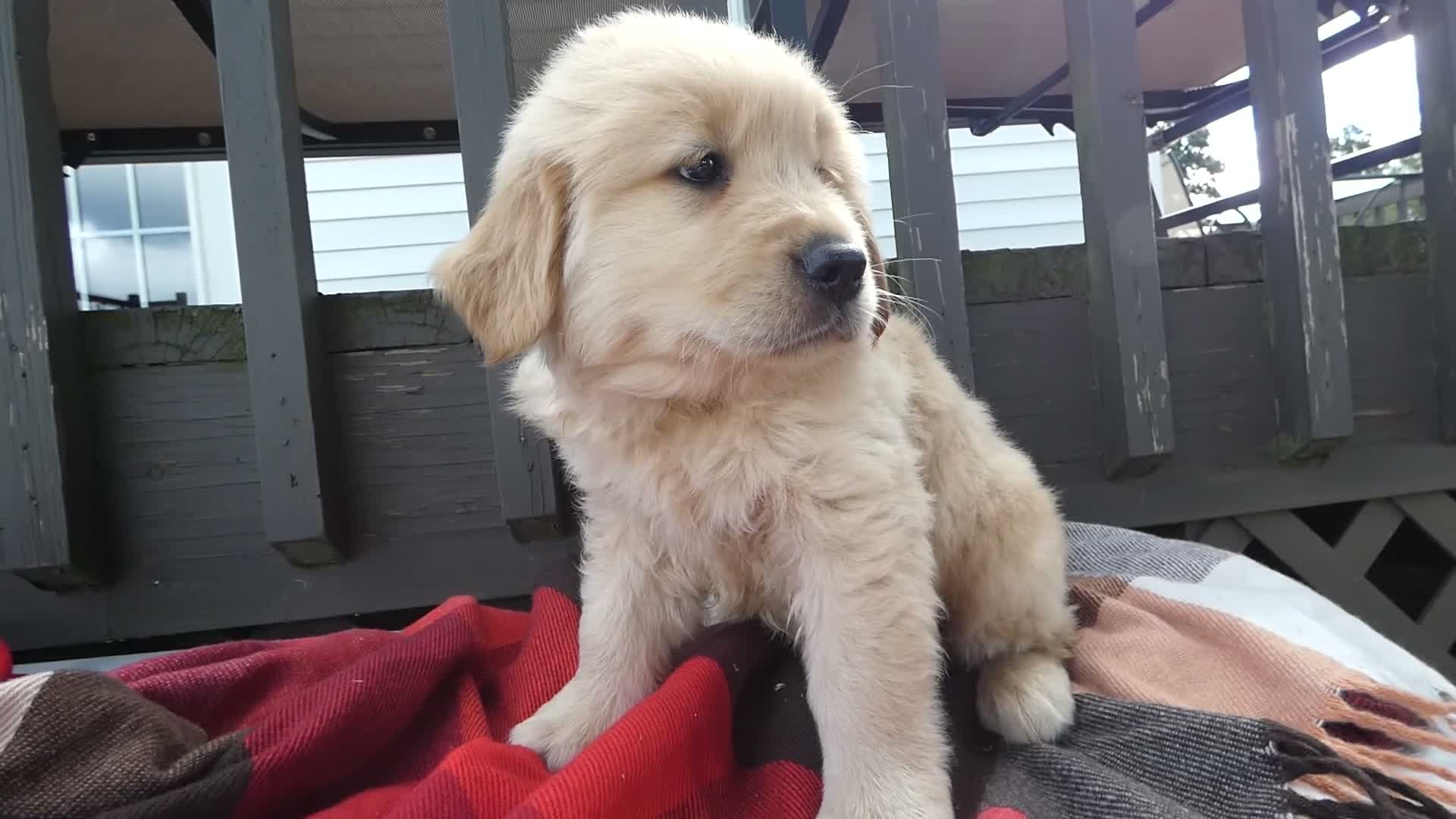 Golden Retriever dogs for sale: Golden Retriever 3 Bruno - Video 1
