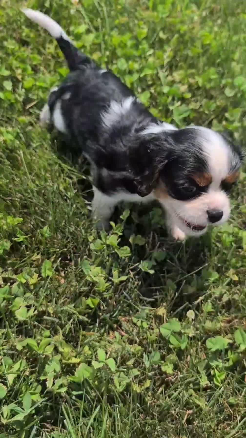 Cavalier King Charles Spaniel dogs for sale: Jax  - Video 1