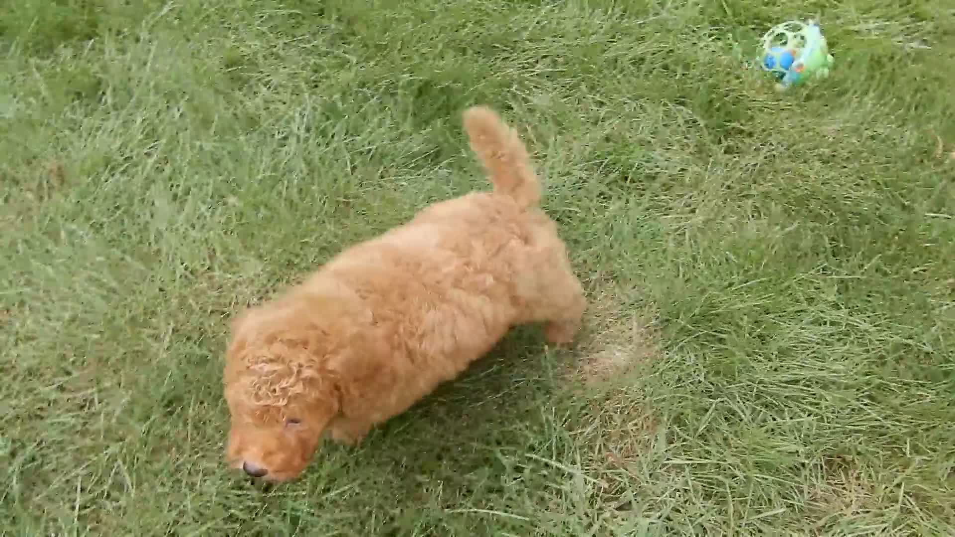 Mini Goldendoodle dogs for sale: Sammy - Video 1