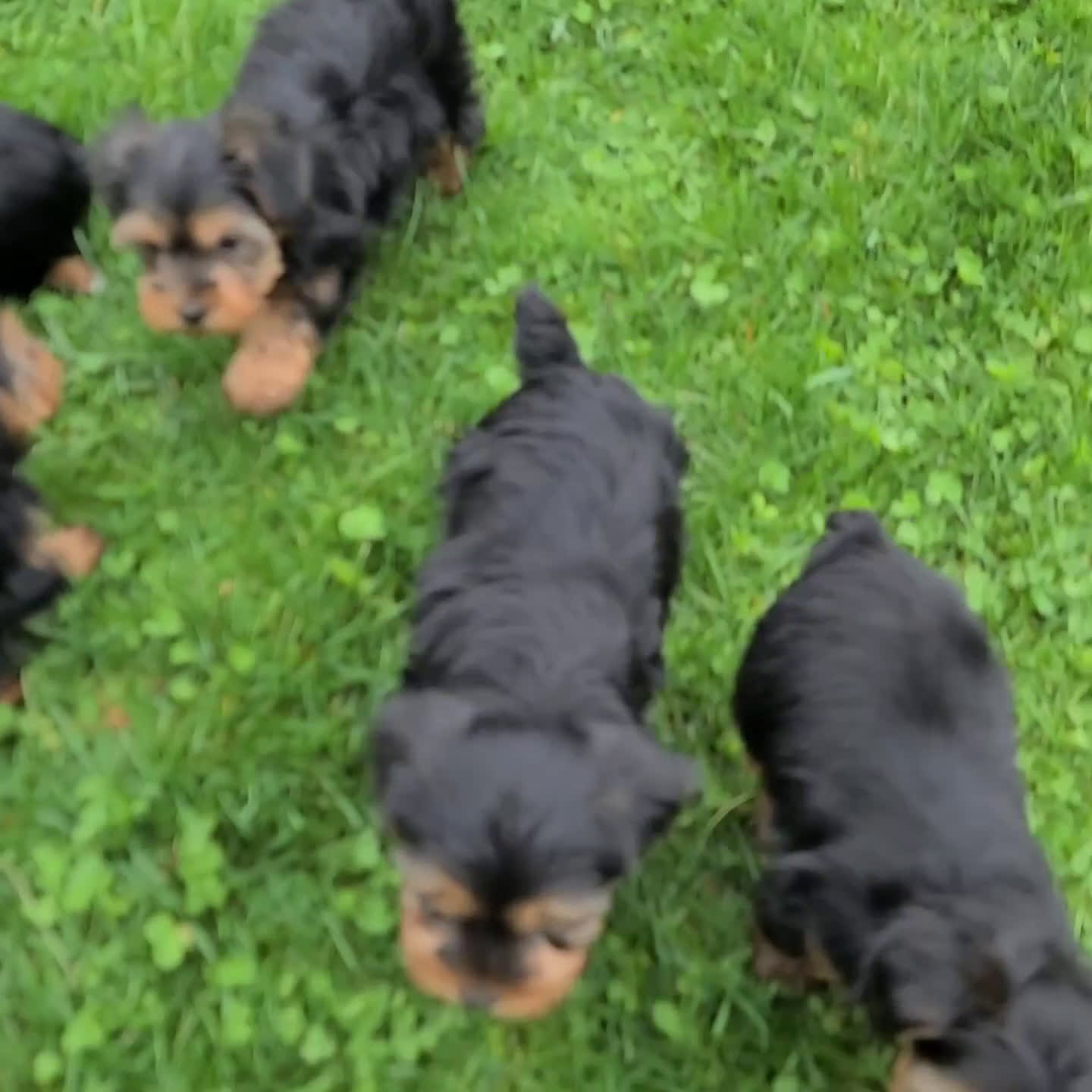 Morkie dogs for sale: Allie - Video 2