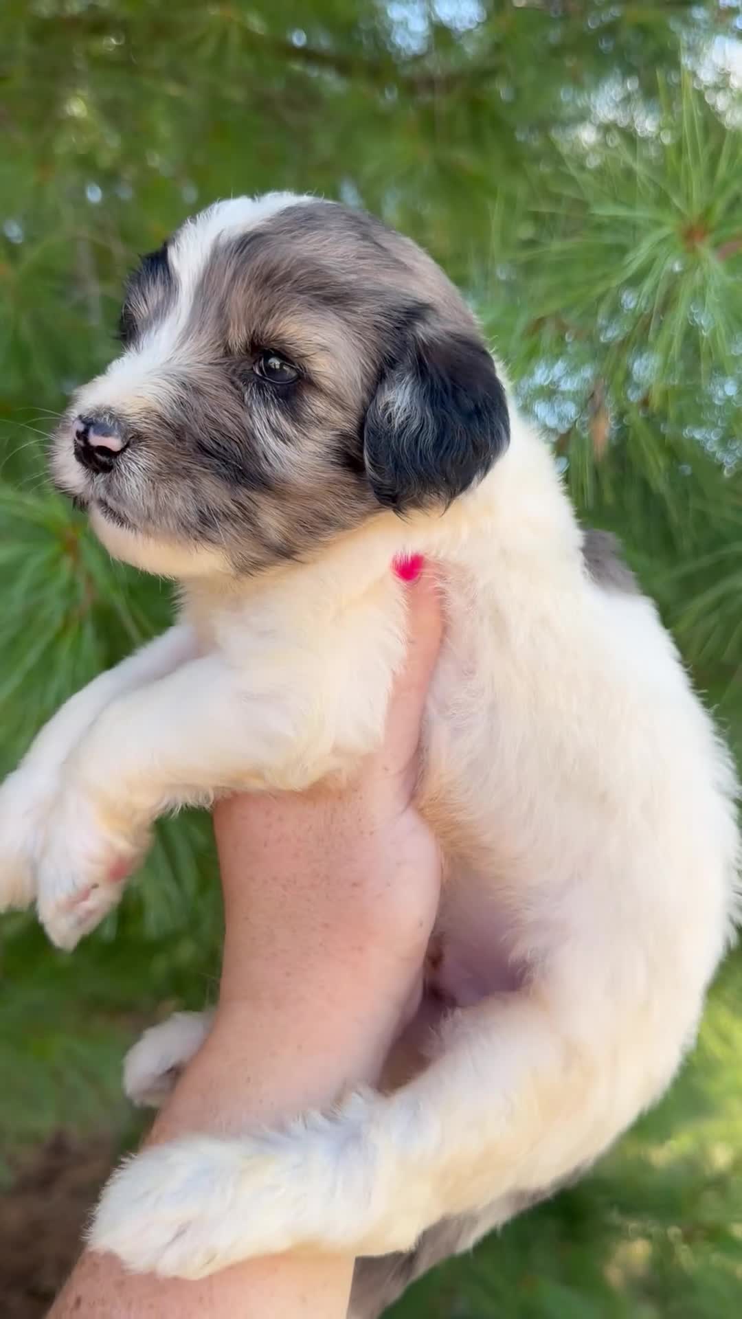 Goldendoodle dogs for sale: Mojo - Standard F1b - Video 1