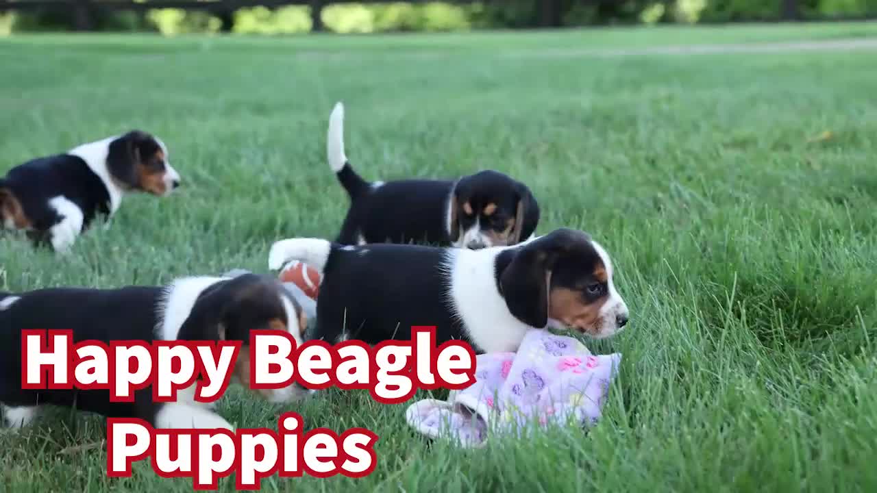 Beagle dogs for sale: Cleo 🌸 - Video 1