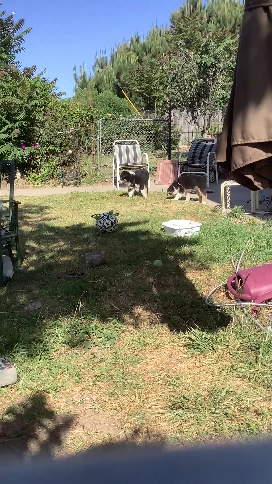 Australian Shepherd dogs for sale: Australian Shepherd Puppy 1 - Video 2