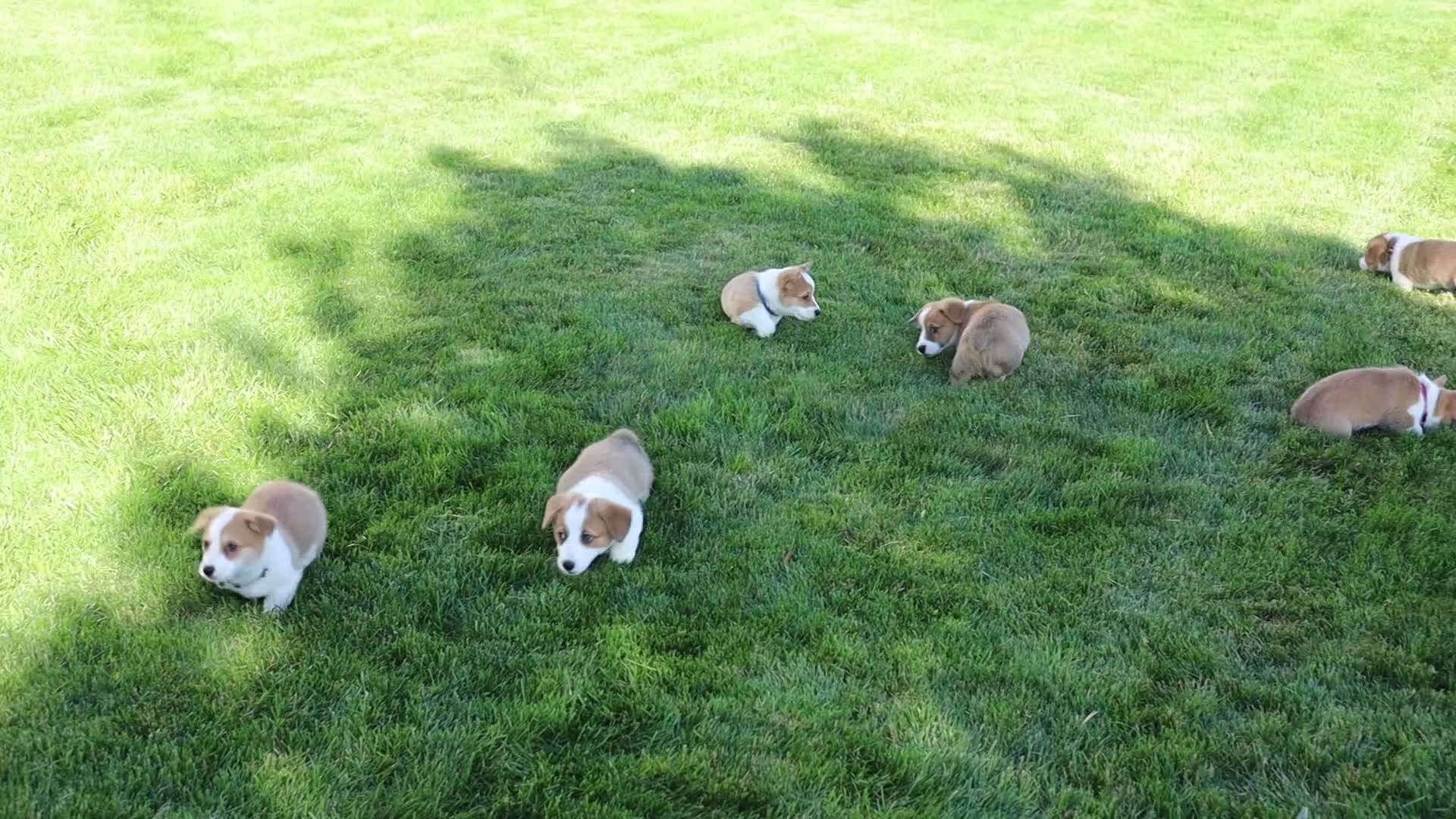 Welsh Corgi Pembroke dogs for sale: Zoey - Video 1
