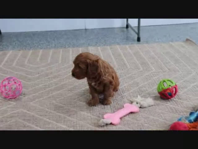 Mini Goldendoodle dogs for sale: Adora - Video 5
