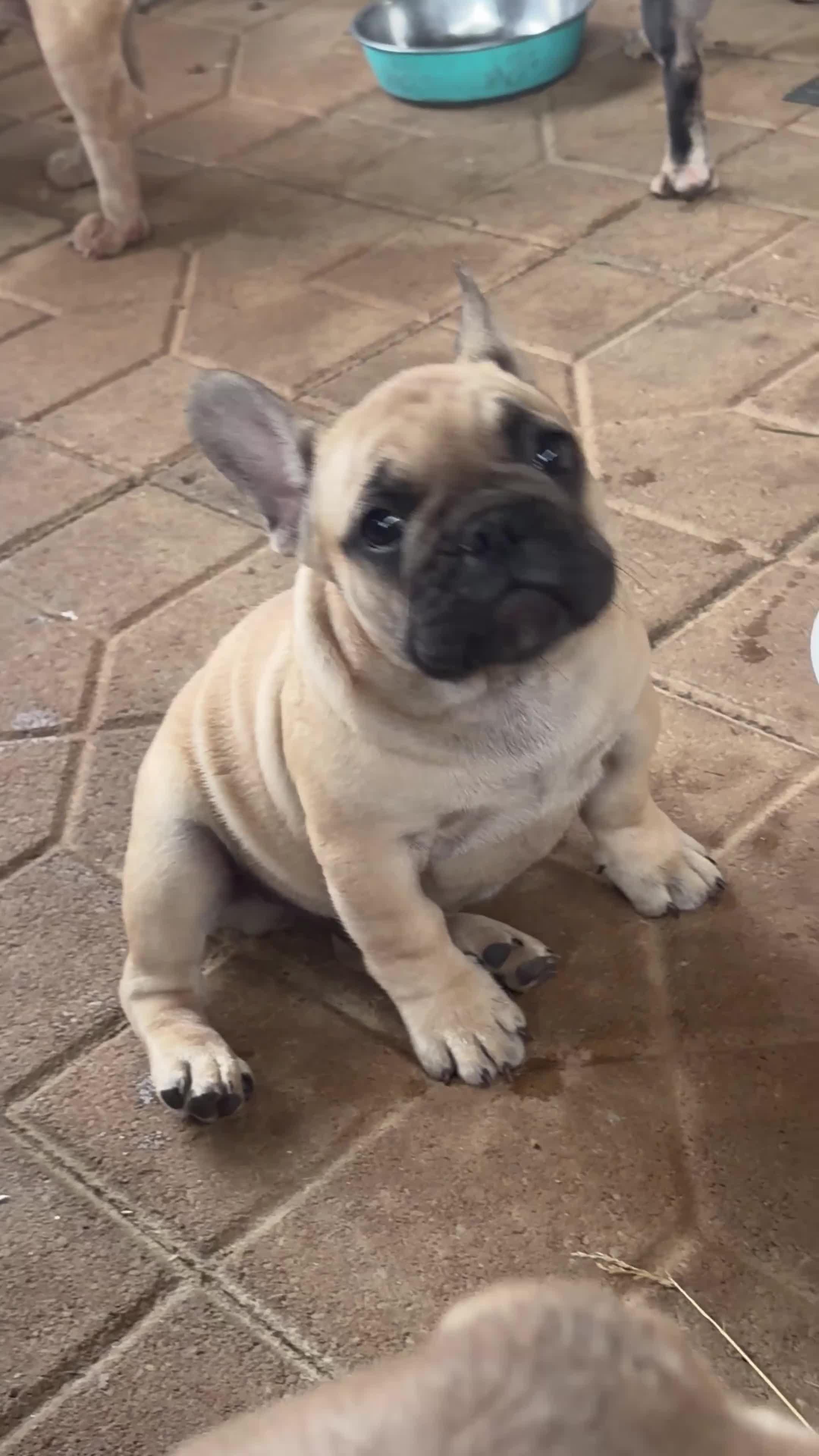 French Bulldog dogs for sale: French Bulldog 1 Mail - Video 1