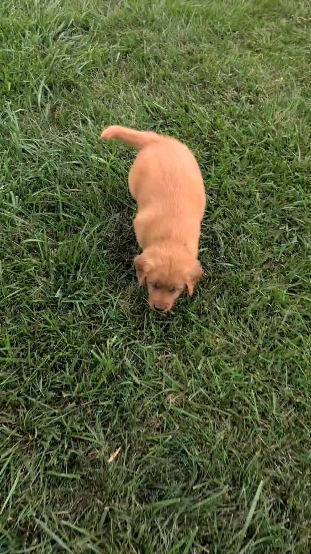Golden Retriever dogs for sale: Hudson  - Video 1