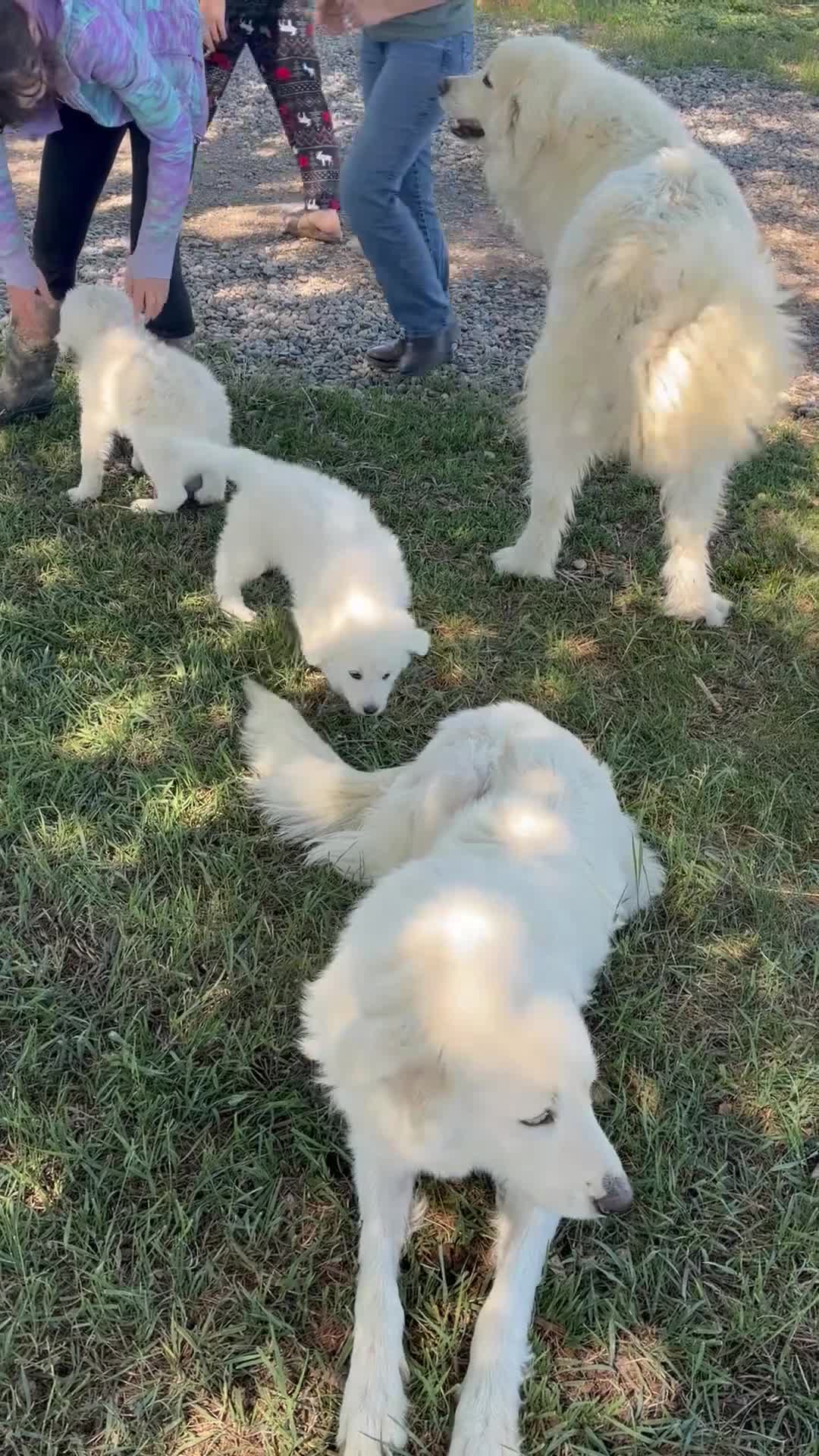 Great Pyrenees dogs for sale: John Tolkin - Video 3