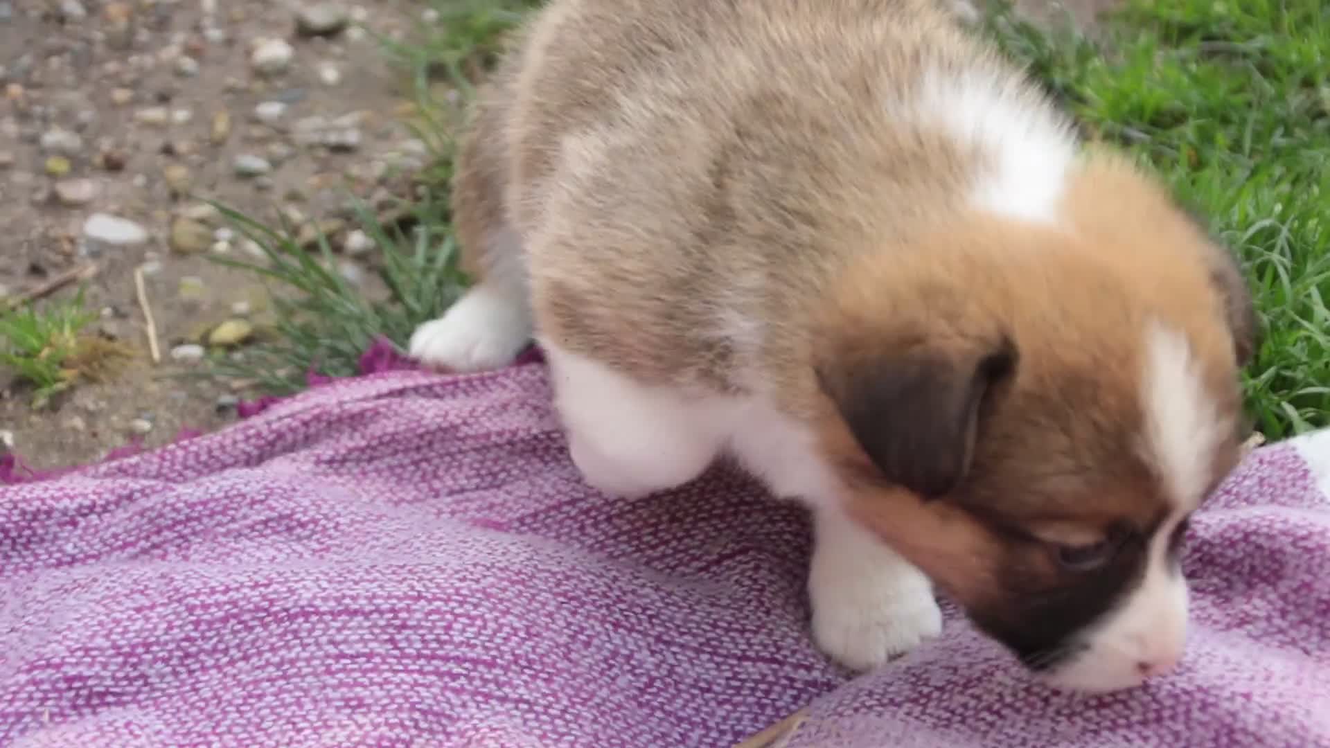 Welsh Corgi Pembroke dogs for sale: Georgia - Video 1
