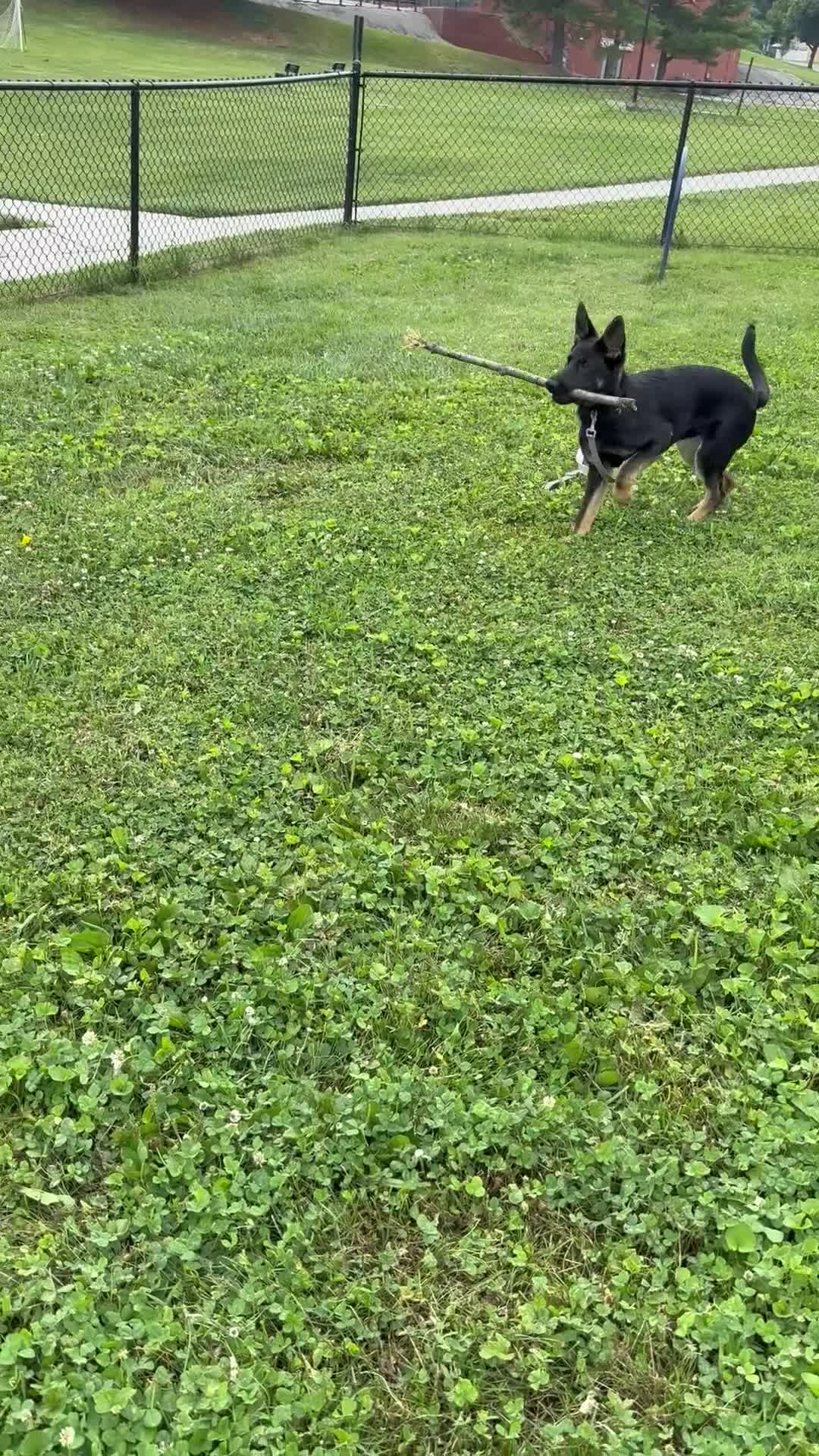 German Shepherd dogs for sale: German Shepherd 1 - Video 1