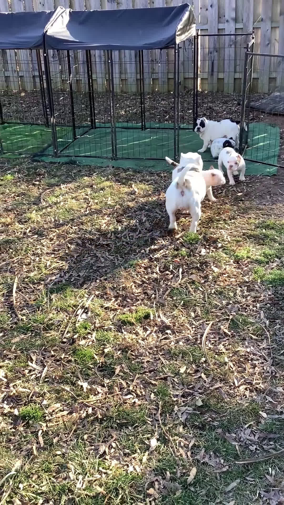 American Bully dogs for sale: American Bully Puppy 2 - Video 1