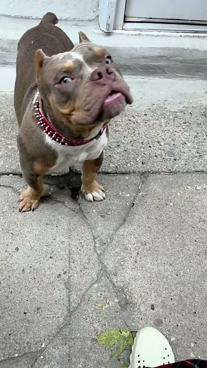 American Bully dogs for sale: American Bully - Video 2