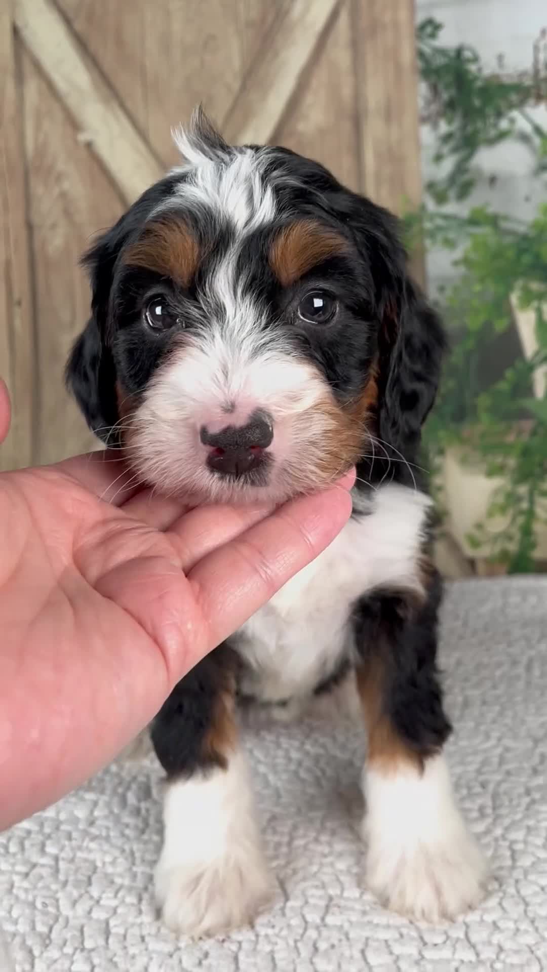 Mini Bernedoodle dogs for sale: Traci - Video 1