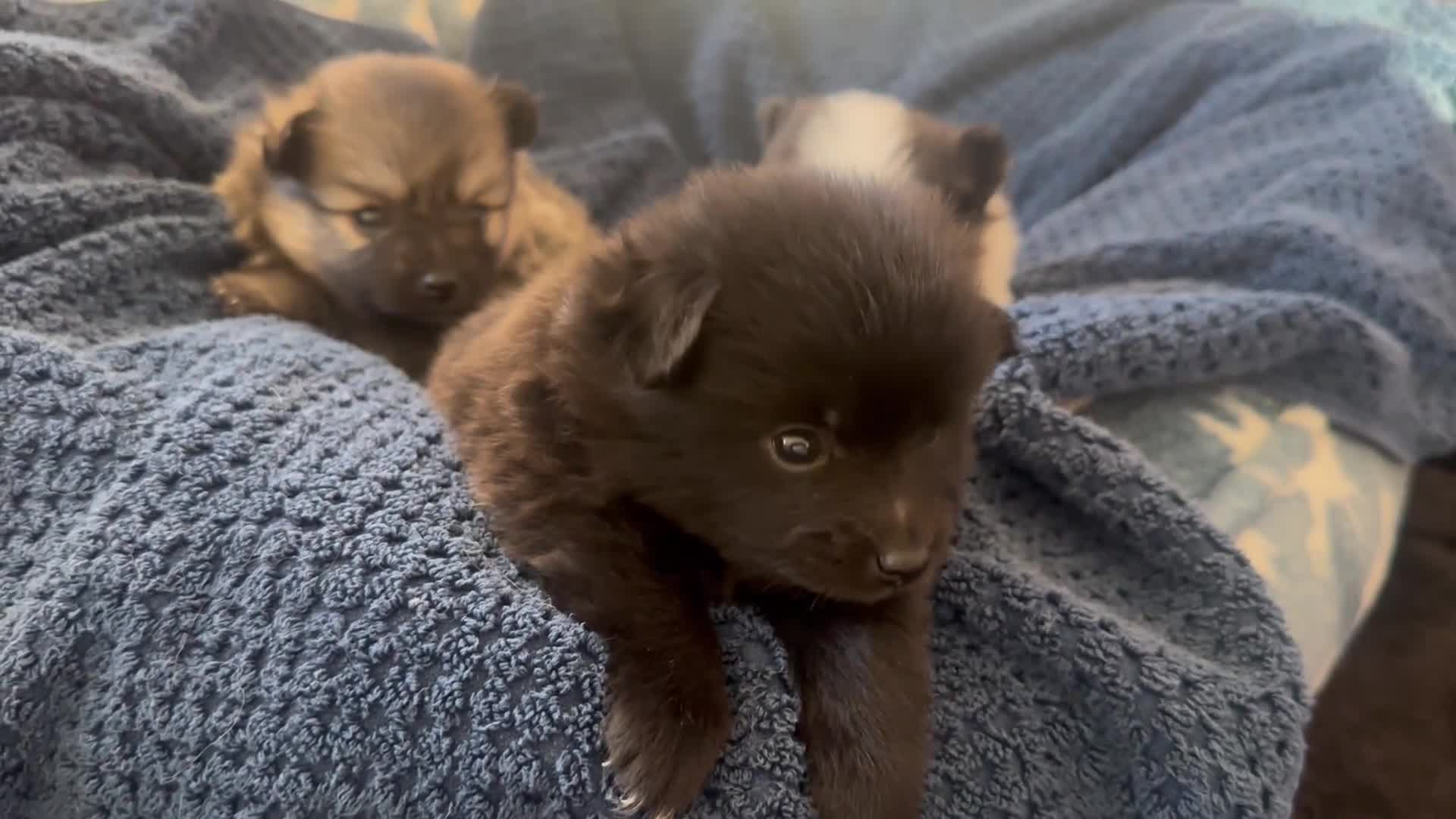 Pomeranian dogs for sale: Ivan - Video 2