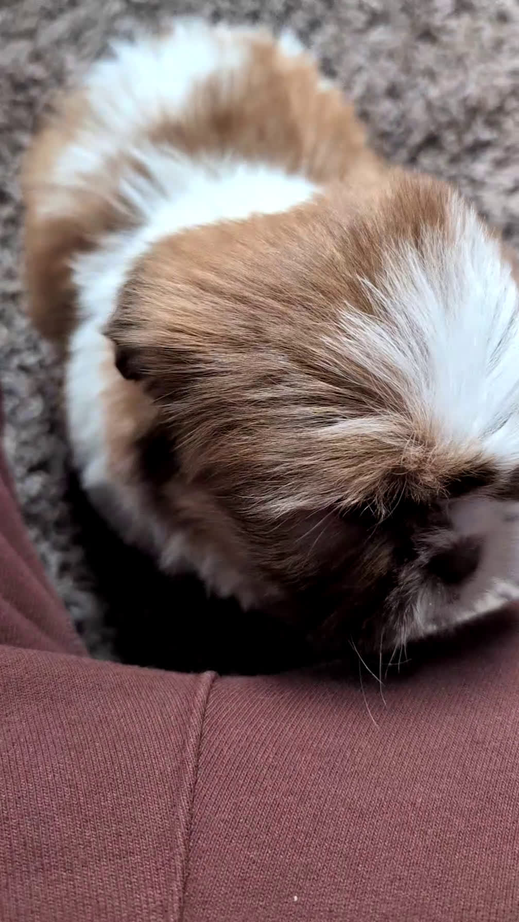 Shih Tzu dogs for sale: Captain - Video 1