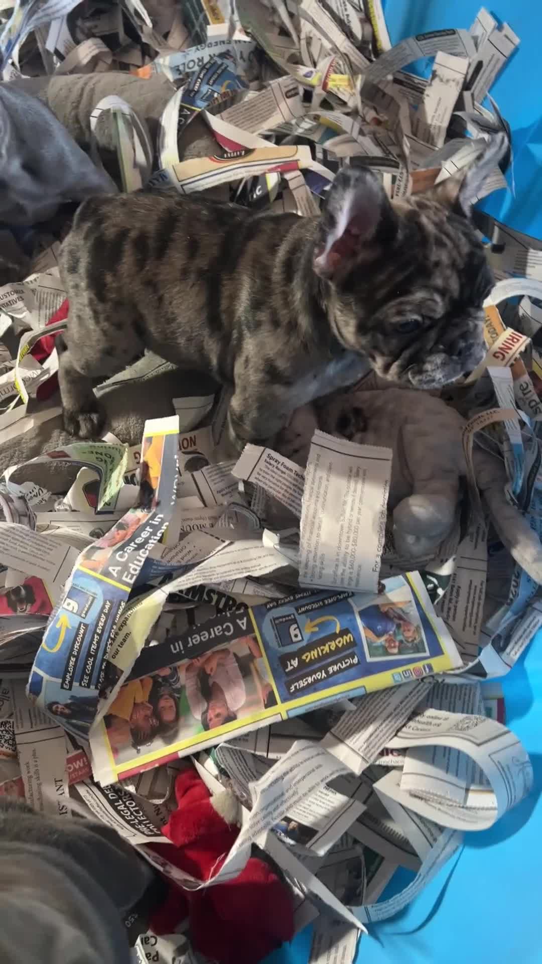French Bulldog dogs for sale: French Bulldog Macho - Video 2