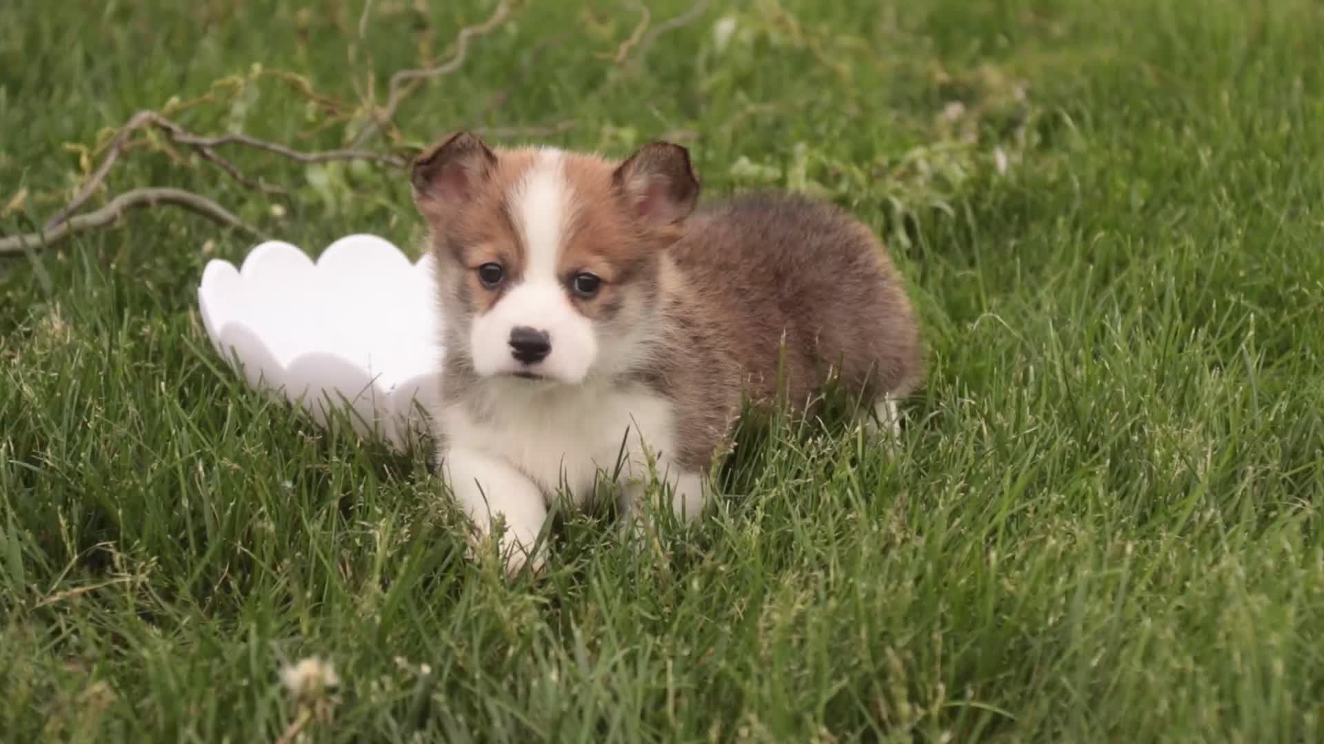 Welsh Corgi Pembroke dogs for sale: Ziggy - Video 1