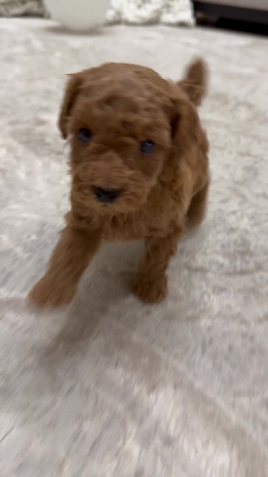 Miniature Poodle dogs for sale: Teddy  - Video 1