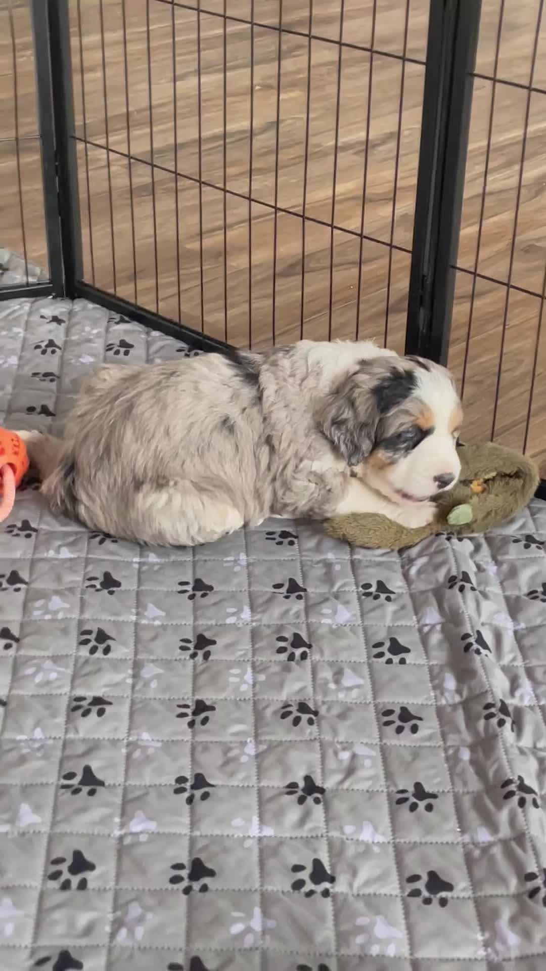 Bernedoodle dogs for sale: Ms. Sadie - Video 2