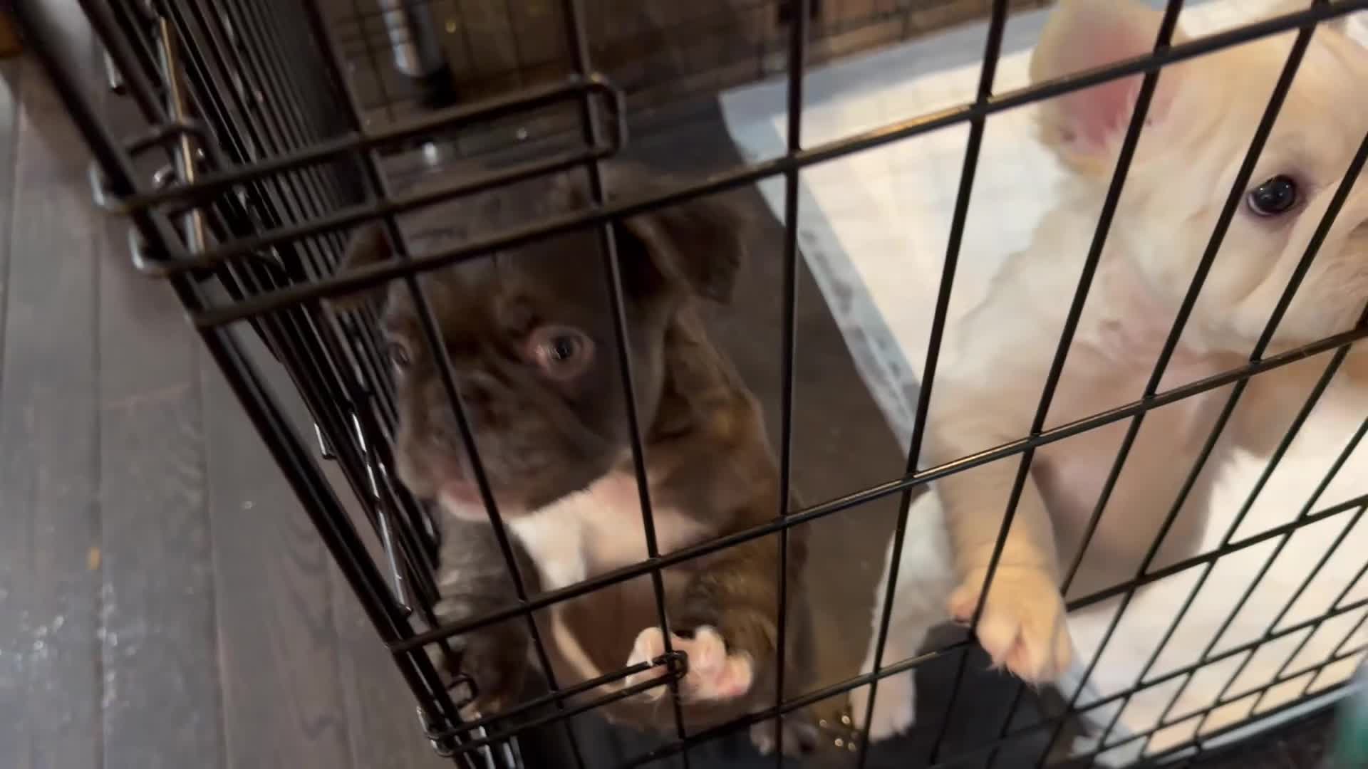 French Bulldog dogs for sale: French Bulldog Puppy 2 - Video 5