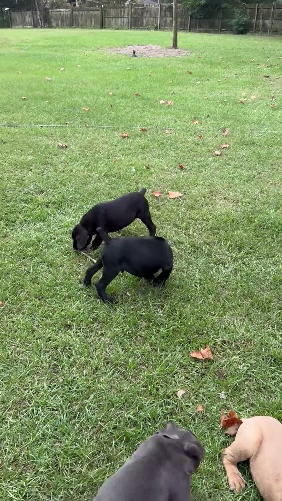Cane Corso dogs for sale: Cane Corso 1 - Video 1