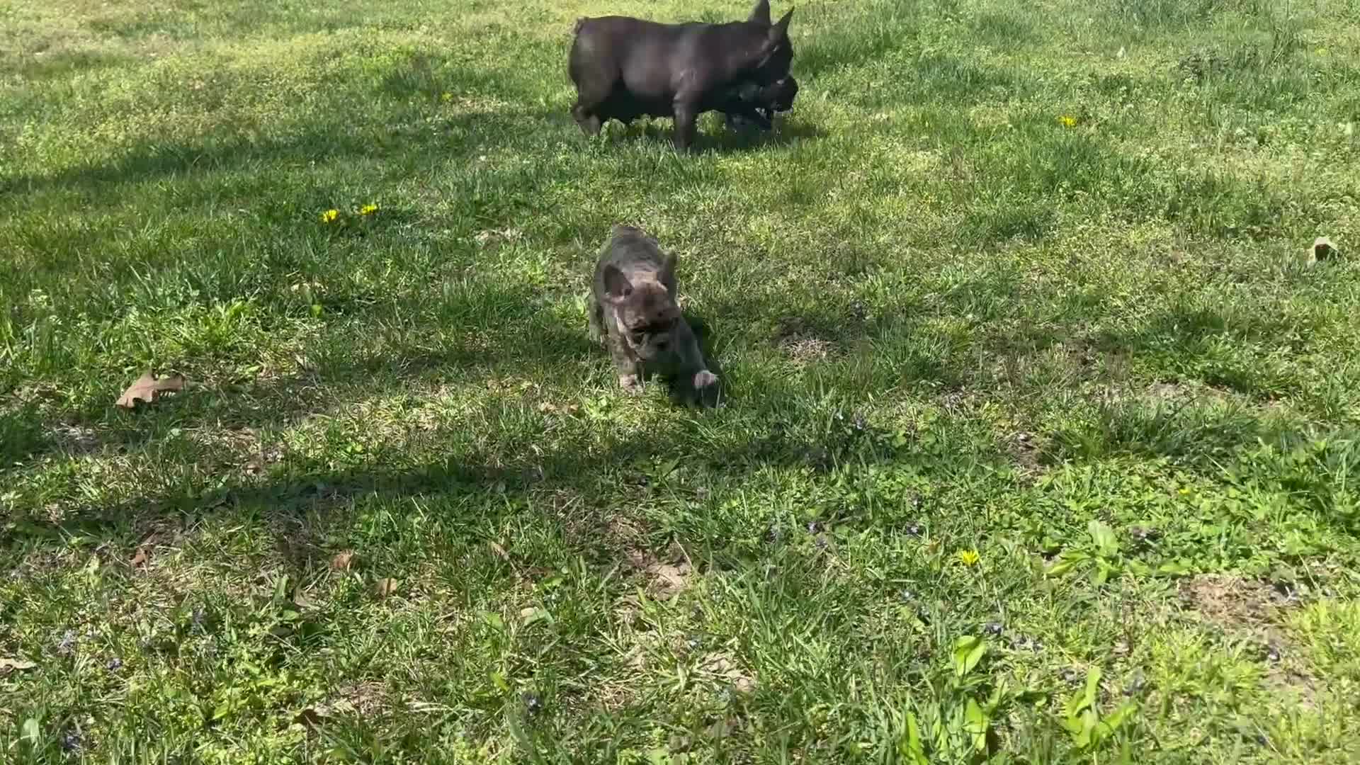 French Bulldog dogs for sale: Inti - Video 1