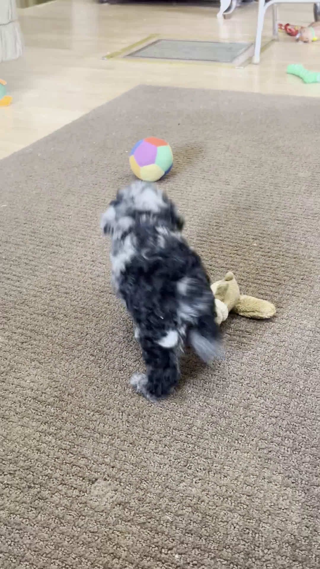 Toy Poodle dogs for sale: Lilly - Video 2