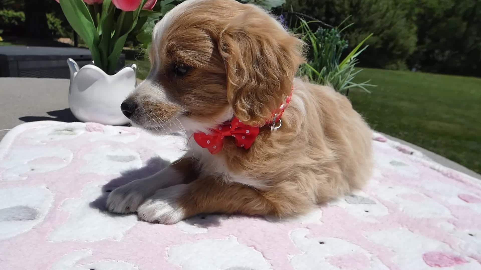 Mini Aussiedoodle dogs for sale: Mini Aussiedoodle 3 Jolly - Video 1