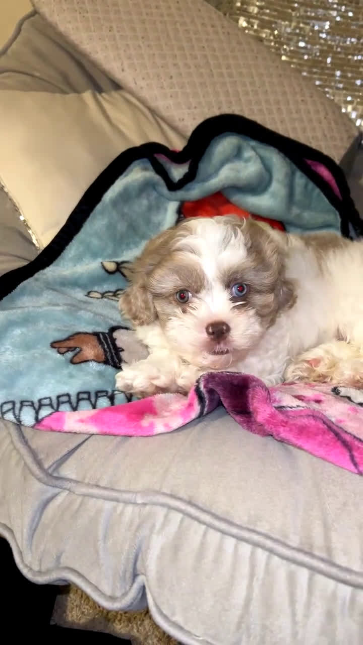 Mixed Breed dogs for sale: Mixed Breed Puppy 1 - Video 1