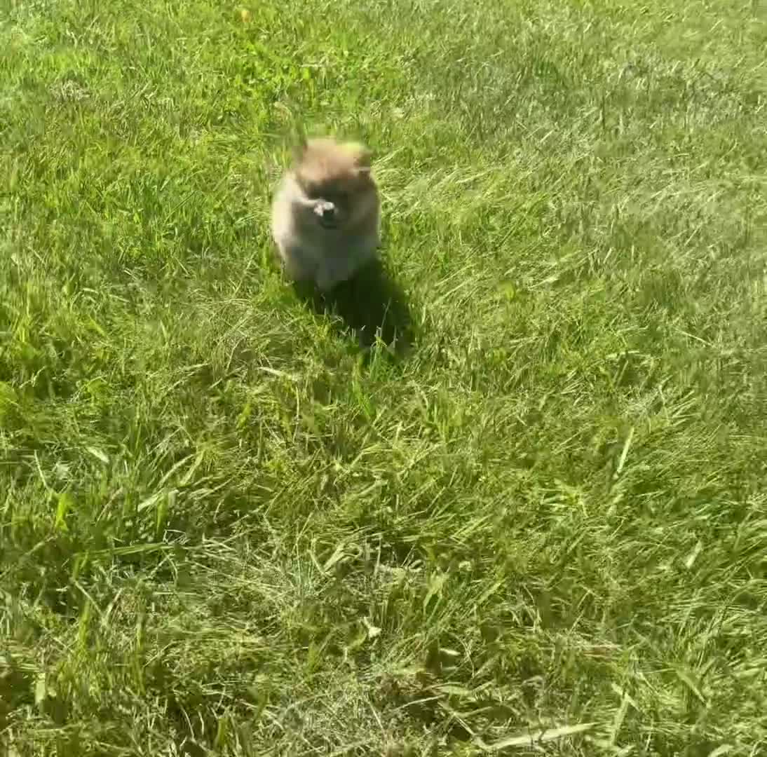 Pomeranian dogs for sale: Crimson - Video 1